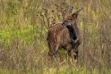 056 Tala Game Reserve, Zuid-Afrika